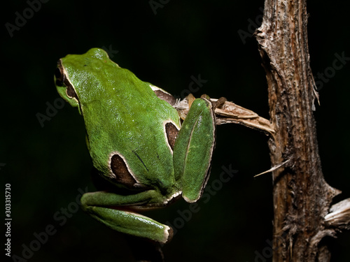 Hyla arborea