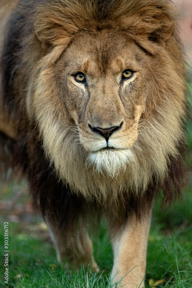 Fototapeta premium Lion
