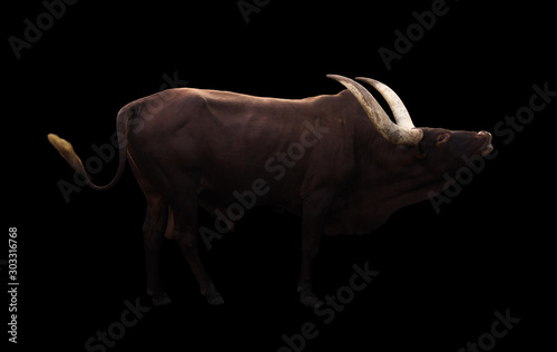 male ankole watusi in dark background photo