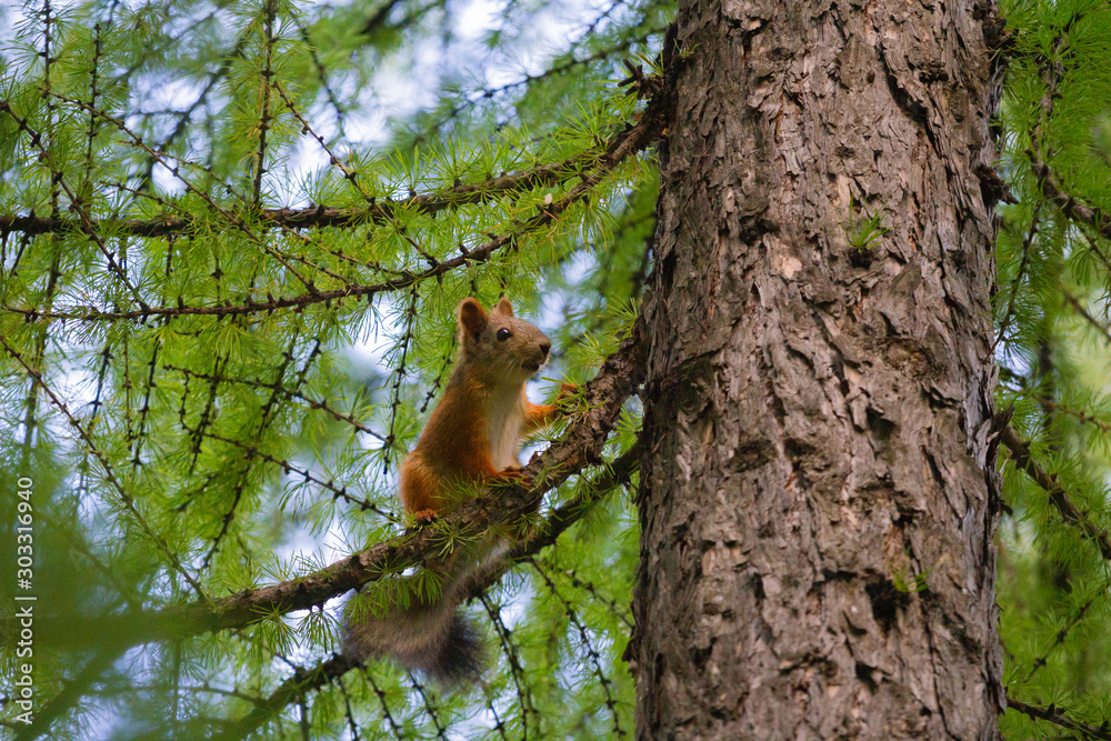 squirrel sitting on a larch branch near the trunk