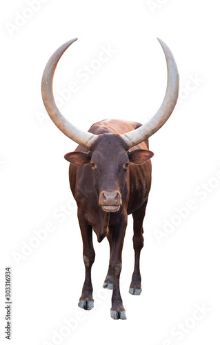 ankole watusi isolated on white background photo