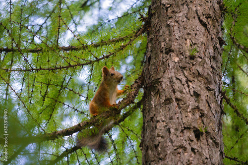 squirrel sitting on a larch branch near the trunk