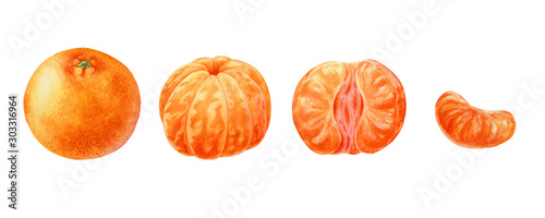 watercolor painting of tangerine fruit on white background