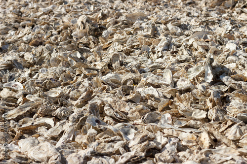 The seashore on a sunny day, covered with a thick layer of shells and oysters thrown ashore.