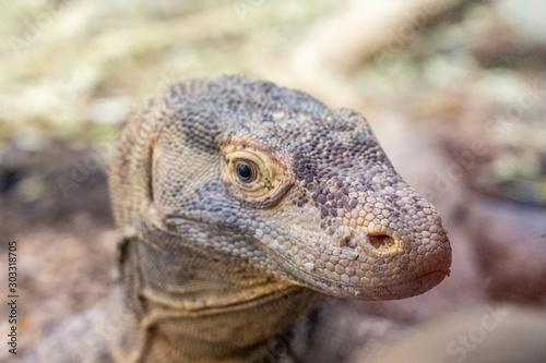 closeup of an iguana in zoo of Frankfurt  germany