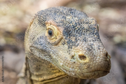 closeup of an iguana in zoo of Frankfurt, germany
