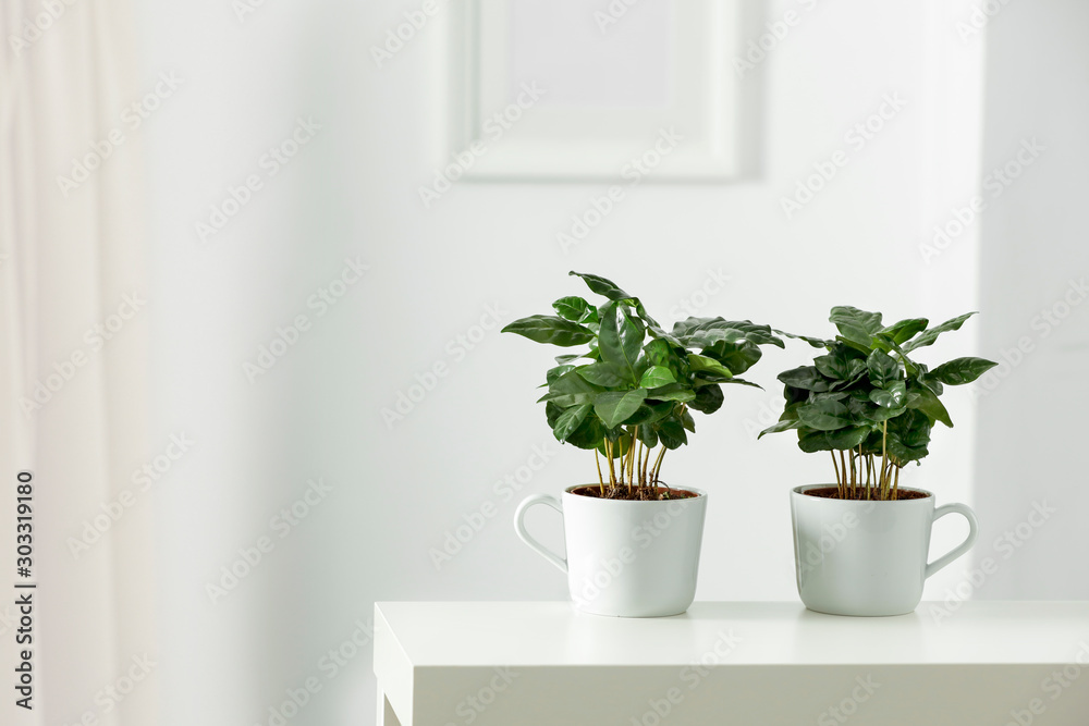 Table top with green fresh coffee plant in flowerpot. Wooden shelf with space for your decoration. White wall with frame picture background. Copy space. 