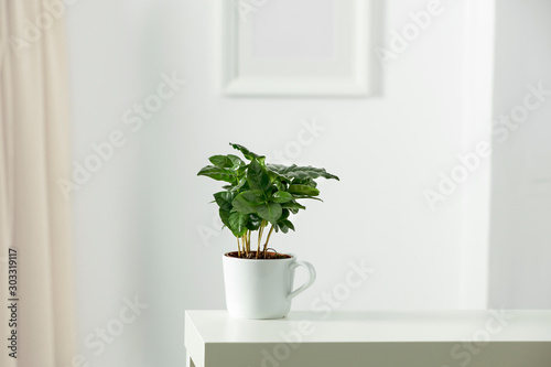 Table top with green fresh coffee plant in flowerpot. Wooden shelf with space for your decoration. White wall with frame picture background. Copy space.  © magdal3na