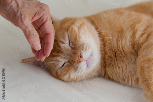 猫を撫でるシニアの手