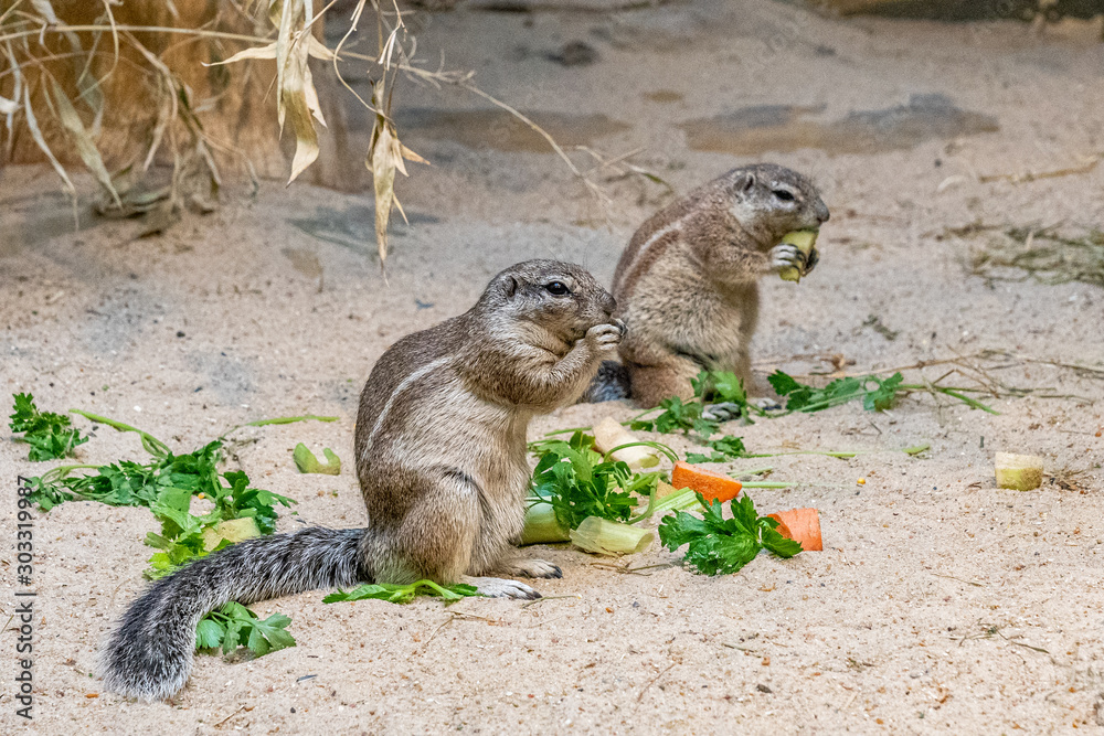 Obraz premium closeup of american squirrels being fed in the zoo of Frankfurt, germany