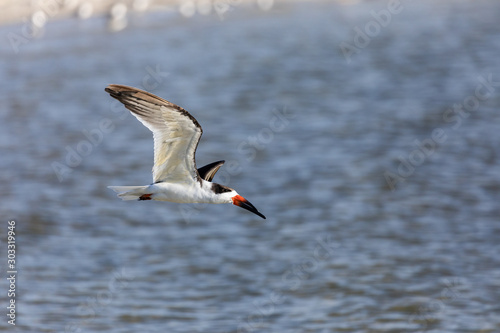 Black Skimmer (Rynchops niger) in flight. This is a beautiful Tern-like bird whose lower bill is longer than its upper one. © Phil Lowe