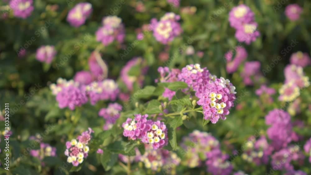 Flowers in a slow motion. Floral video background. Flowers in a slow motion. Floral video background.