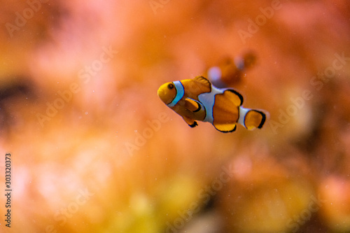 closeup of the famous nemo clown fish in the zoo of Frankfurt, germany