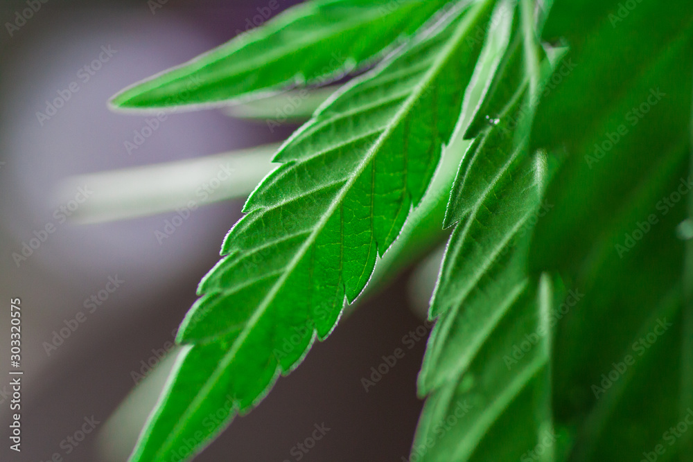 Thematic photos of hemp and marijuana Green leaf Thematic photos of hemp and marijuana Green leaf