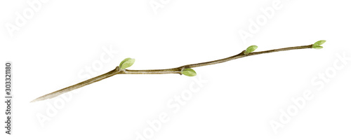 Tree branch watercolor illustration. Close up linden spring stick with green buds. Young tree element isolated on white background.