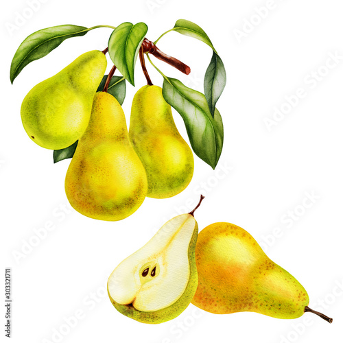 pear fruits realistic botanical watercolor illustration with tree branch leaves. ripe juicy isolated hand painted