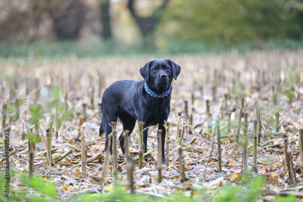 Labrador auf einem Feld