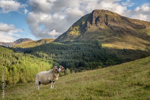 Fotografija rough fell sheep