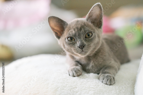 gray burmese kitten lies on a pillow at home © bigguns