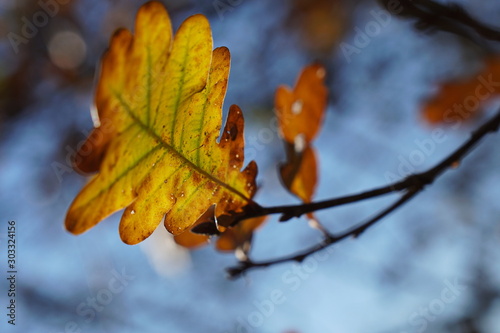 Golden Oak leaf against blue sky in Indian Summer