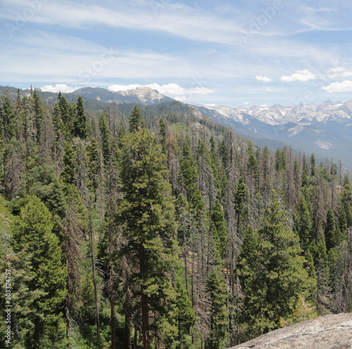   in USA inside sequoia national  park