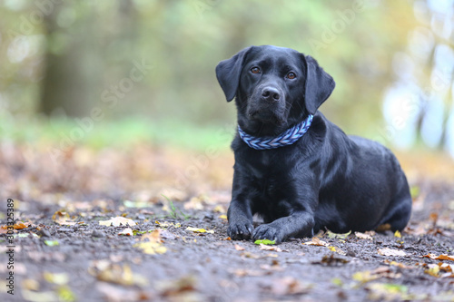 Labrador liegt auf einem Waldboden im Herbst