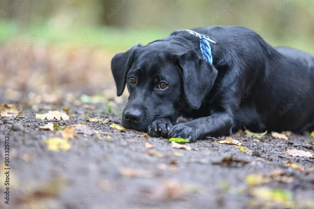 Labrador liegt auf einem Waldboden im Herbst