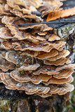 Fungi on Stump
