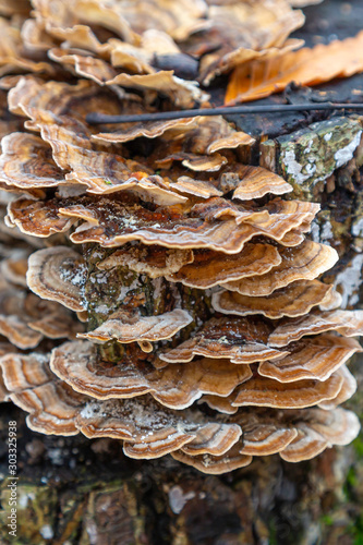 Fungi on Stump