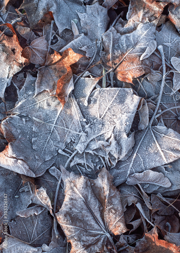 Autumn frozen leaves with frost. November romance.