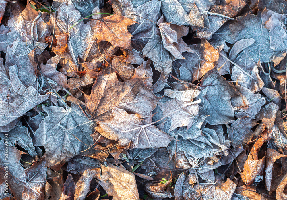 Autumn frozen leaves with frost. November romance.
