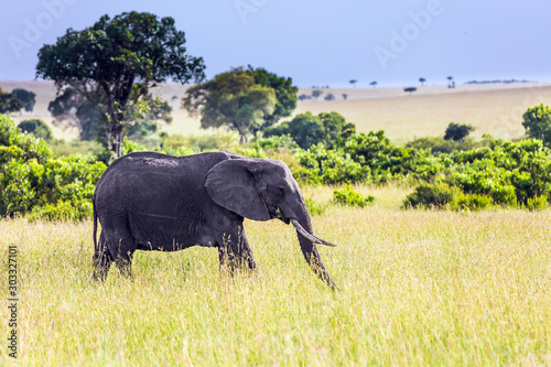 Huge lonely elephant grazes in the savannah