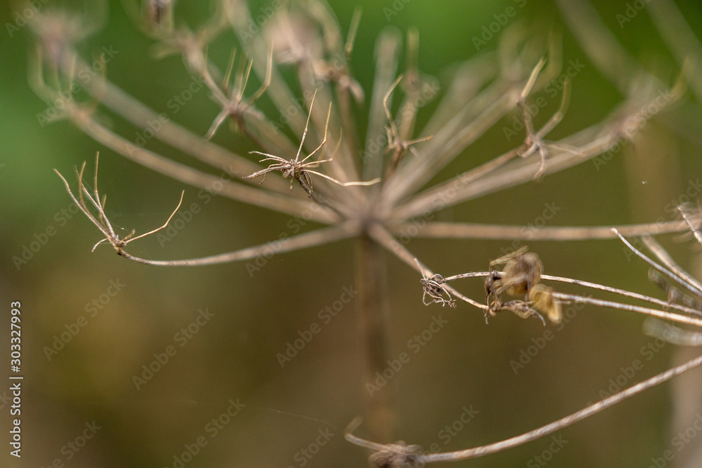 dead ammi majus flowers skeleton during winter time, germany dead ammi majus flowers skeleton during winter time, germany