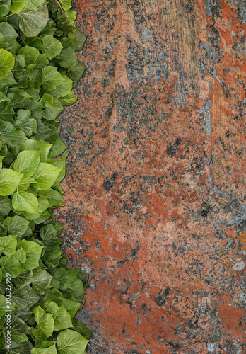 Old painted concrete wall creeper vines, ivy. Vintage panoramic banner background.
