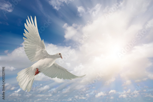white dove flying on sky in beautiful light for freedom concept