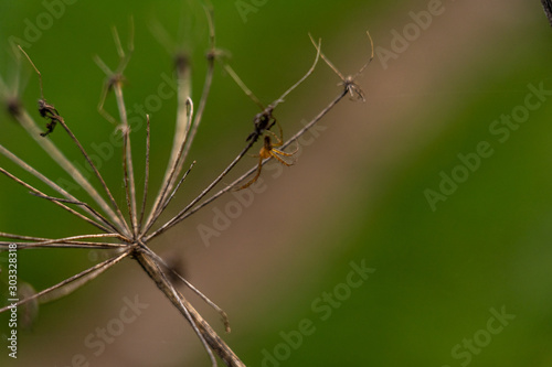 closeup of a spider waiting for prey on a dry ammi majus flower, wetzlar, germany © Alexander