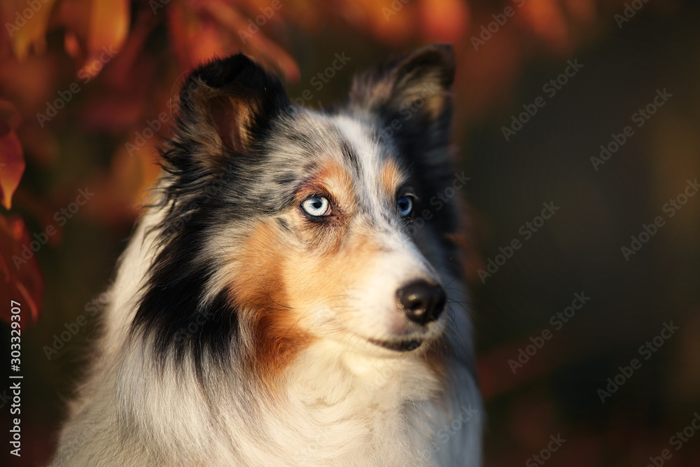 Sheltie Portrait Herbstlaub Sheltie Portrait Herbstlaub