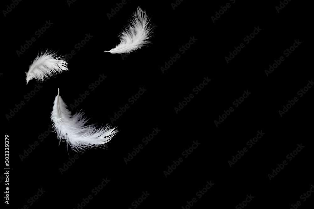 Abstract, Soft white feathers floating in the air, black background with copy space Abstract, Soft white feathers floating in the air, black background with copy space