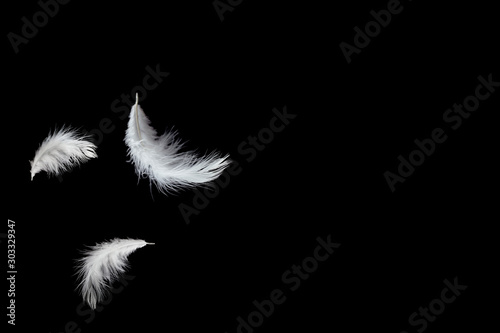 Soft white feathers floating in the air, black background with copy space
