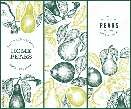 Pear design set. Hand drawn vector garden fruit illustration. Engraved style garden retro botanical banner.