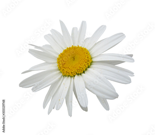 Beautiful chamomile flower isolated on a white background © FloralShot