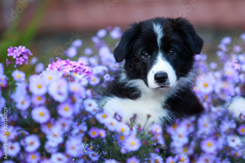 Dog breed Border Collie