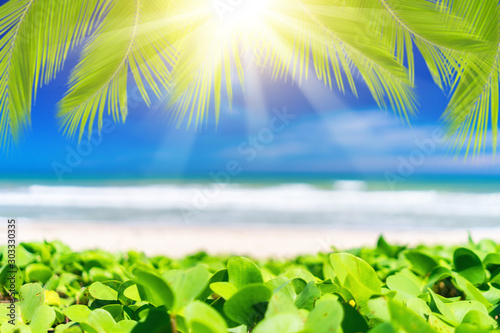 Blur beautiful nature green palm leaf on tropical beach with bokeh sun light ...