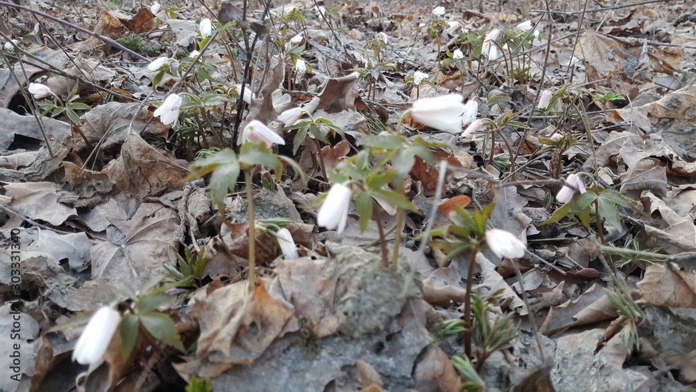 Obraz premium Snowdrops in the forest in the early spring. Wild flowers on the meadow. Snowdrop spring flowers. Group of snowdrop flowers.