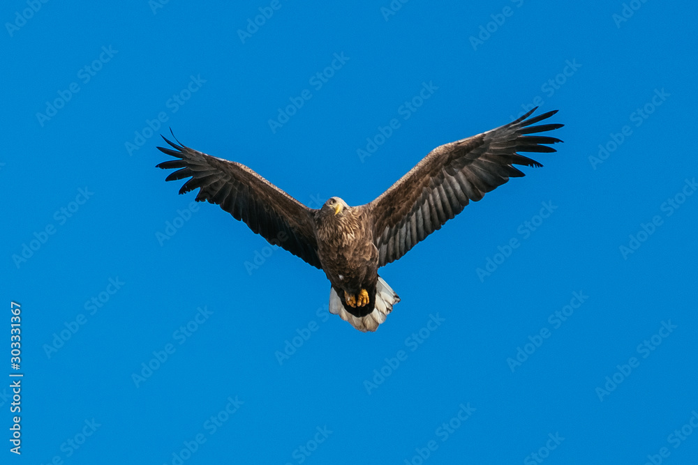 Obraz premium eagle in flight