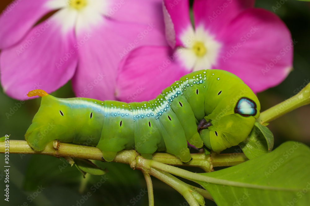 Close up green worm or Daphnis neri worm in nature and enviroment have pink flower background