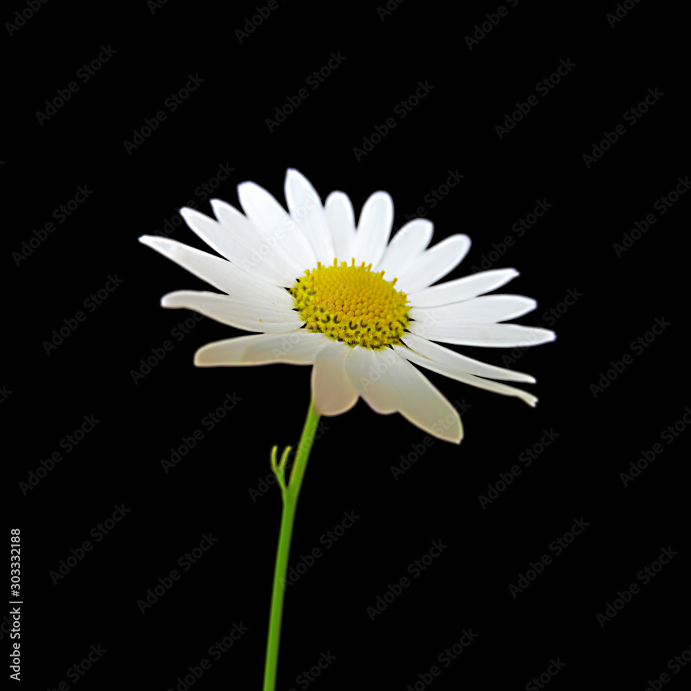 Beautiful chamomile flower isolated on a black background