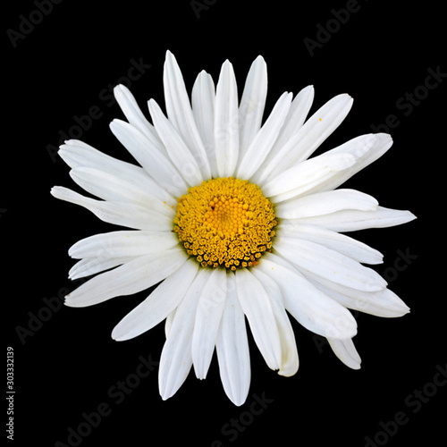 Beautiful chamomile flower isolated on a black background