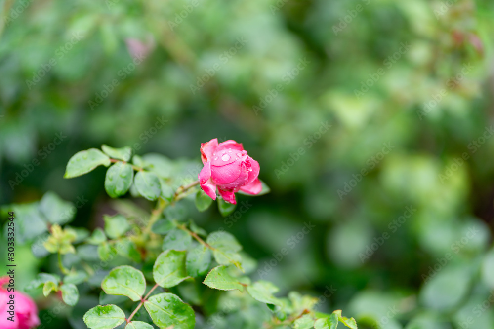 A beautiful pink rose in the garden. Rose Background. A beautiful pink rose in the garden. Rose Background.