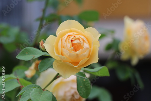 Yellow rose
